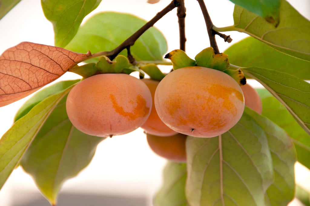 Fuyu Persimmon Tree 4-5ft Edible Fruit Heat Tolerant C905