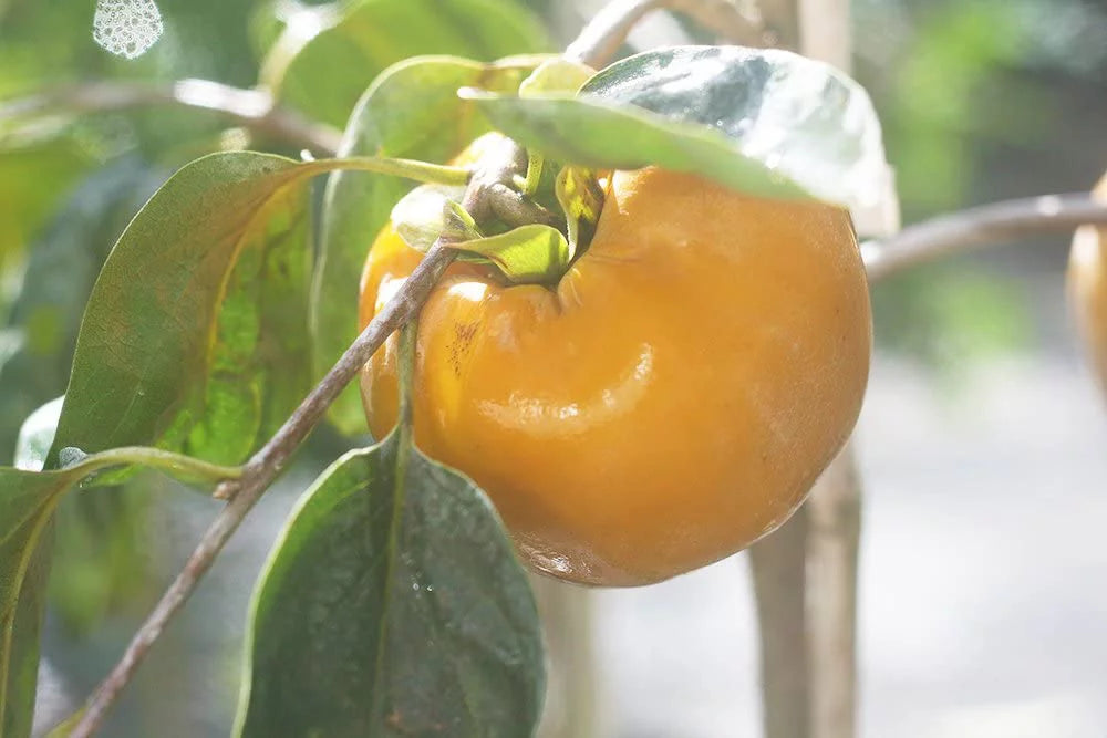 Fuyu Persimmon Tree 4-5ft Edible Fruit Heat Tolerant C905