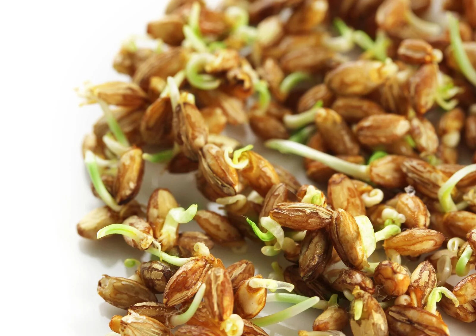 Wheat Berries, 20 Pounds — Kosher, Raw, Vegan by Food to Live Y911