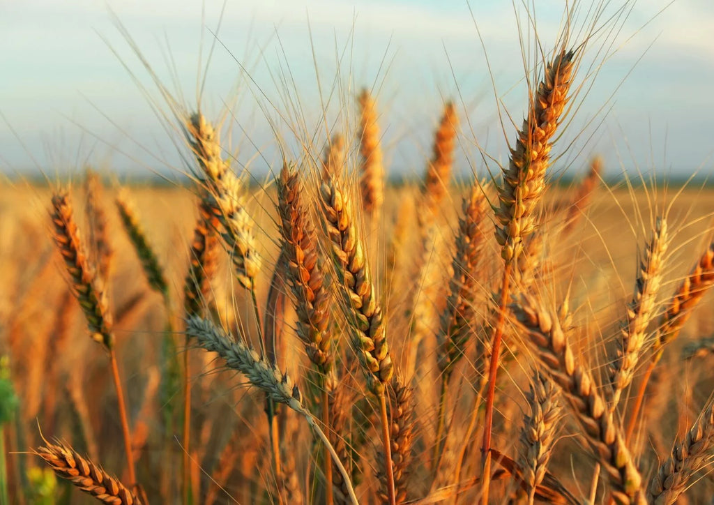 Wheat Berries, 20 Pounds — Kosher, Raw, Vegan by Food to Live Y911
