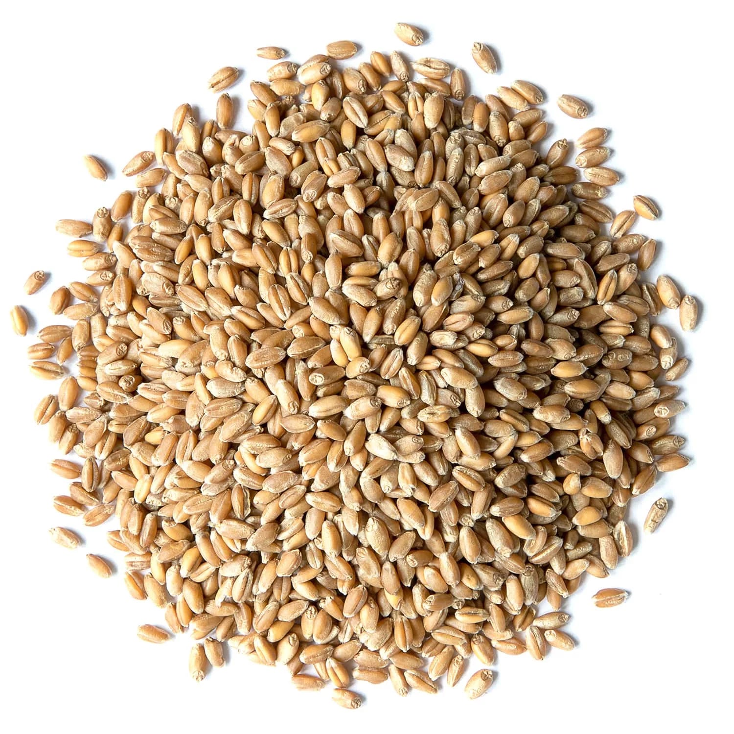 Wheat Berries, 20 Pounds — Kosher, Raw, Vegan by Food to Live Y911
