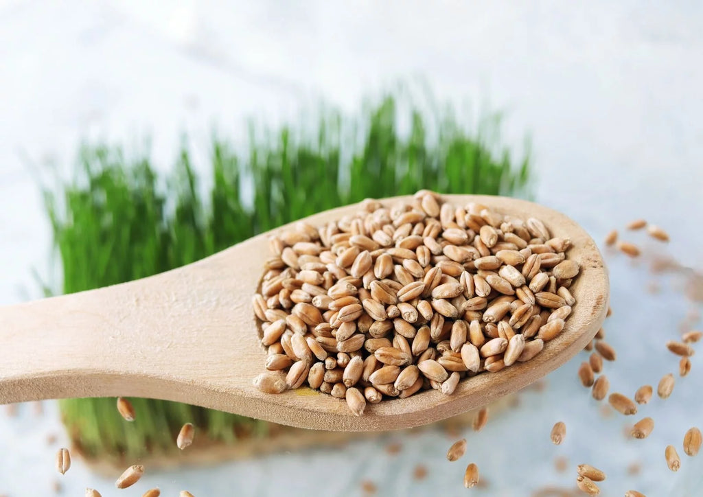 Wheat Berries, 20 Pounds — Kosher, Raw, Vegan by Food to Live Y911