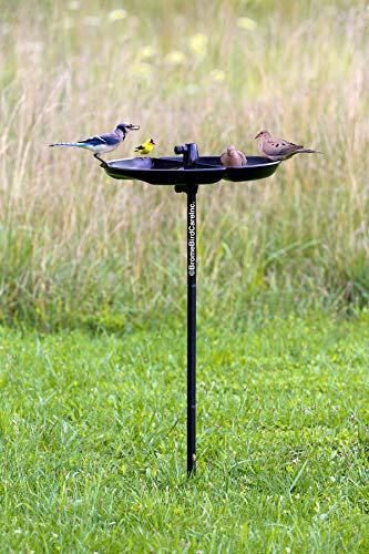 Squirrel Buster Plus Squirrel-proof Bird Feeder with Cardinal Ring, Green S5701
