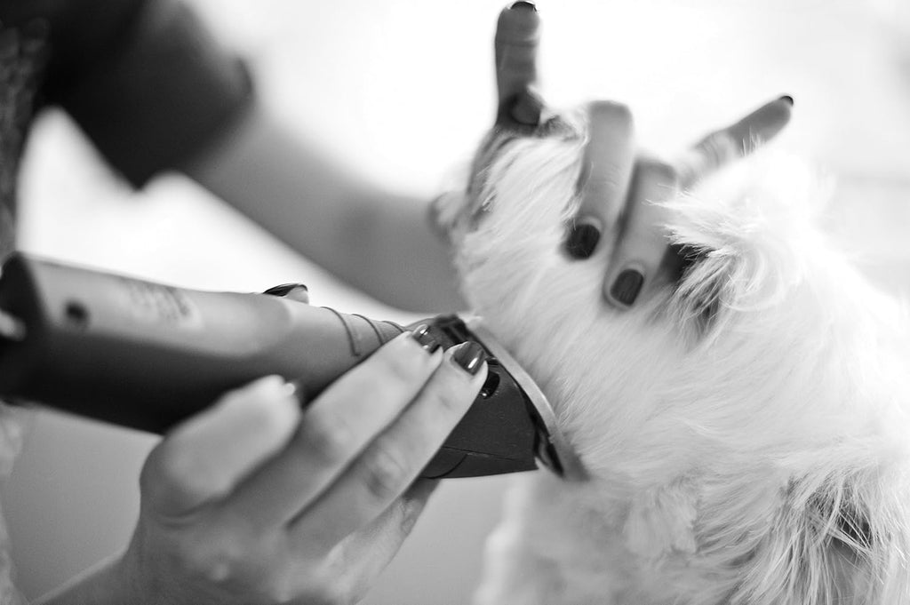 Andis UltraEdge Super 2-Speed Detachable Blade Clipper for Dog Grooming K149442