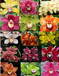 4 Live Orchid Plants to Choose (Vanda)