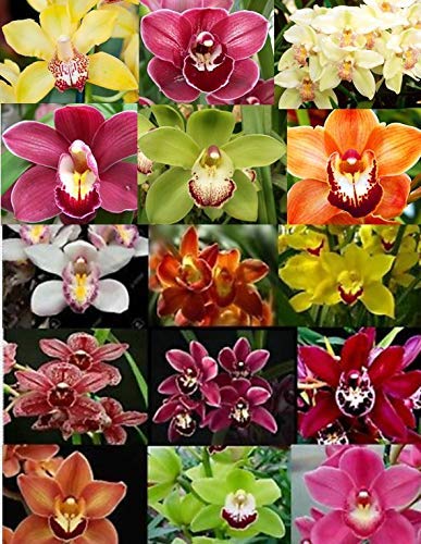 4 Live Orchid Plants to Choose (Vanda)